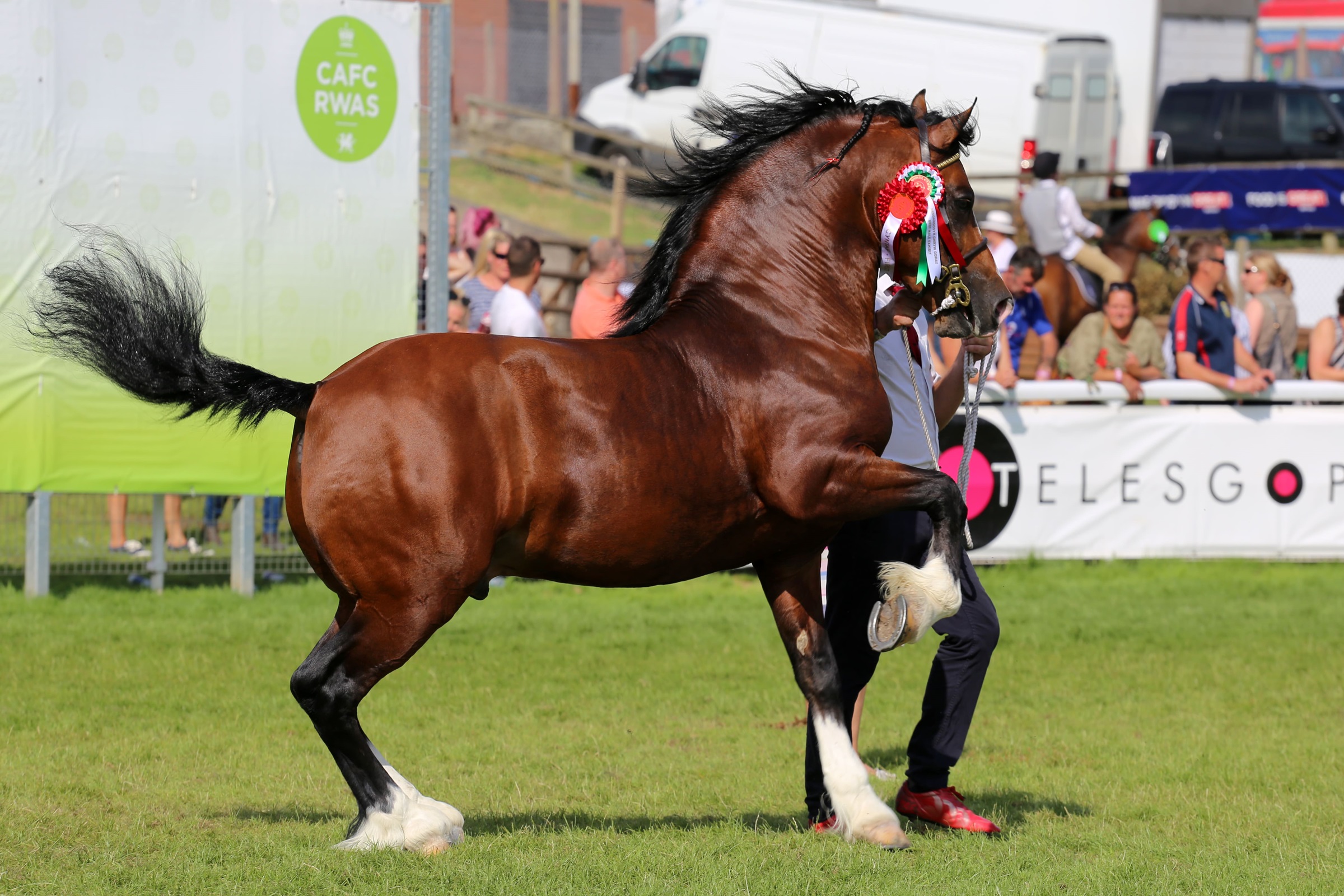 RWAS Royal Welsh Agricultural Society